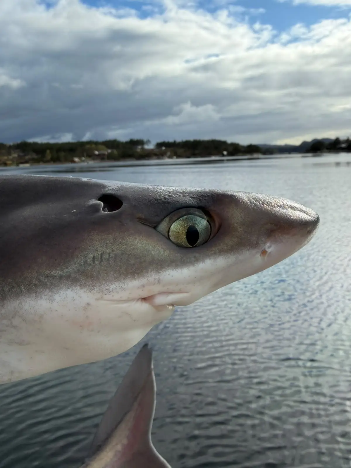 A big fish